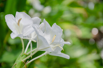 Flores blancas, mariposa, flor nacional de Cuba.