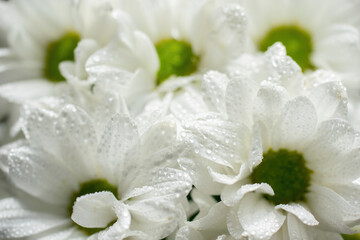 Wet chrysanthemum macro photo