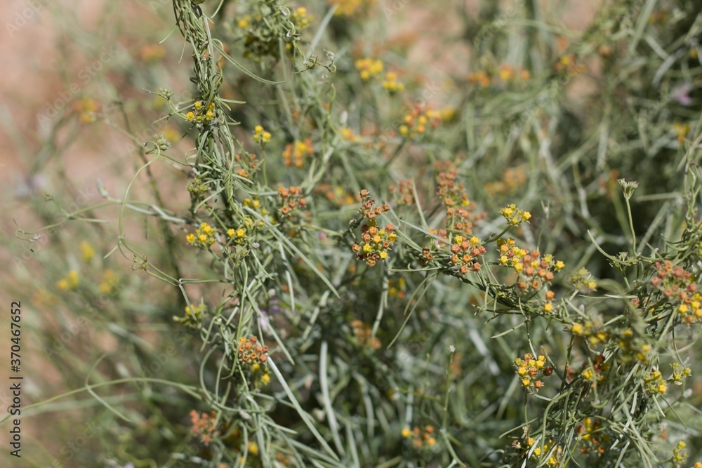 Wall mural Umbel inflorescences in shades of yellow bloom from Utah Vine Milkweed, Funastrum Utahense, Apocynaceae, native herbaceous perennial near Twentynine Palms, Southern Mojave Desert, Springtime.