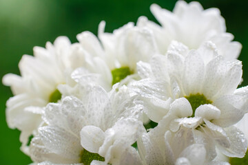 Wet chrysanthemum macro photo