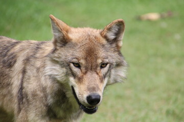Face Of The Wolfdog, Yamnuska Wolfdog Sanctuary, Cochrane, Alberta