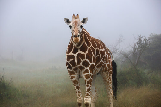 Beautiful close up photo of isolated African reticulated giraffe on misty morning in Maasai Mara, Kenya	