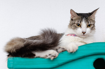 Gato acostado