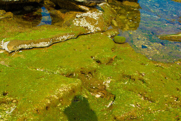 横須賀　観音崎公園の海辺の苔