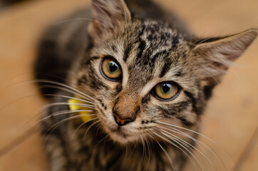 Retrato de hermosa gatita acostada en una mesa de madera.