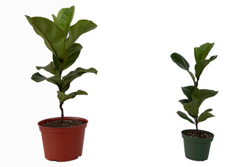 Two Fiddle Plants in Pots on White Background