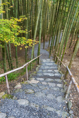 Trail in Bamboo forest in Kyoto, Japan