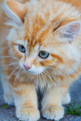Close-up of an expressive red cat with large blue eyes.