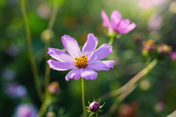 Cosmos flowers on a blurred background.