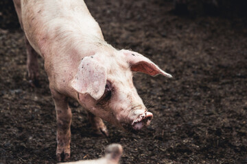 Pig on the farm. Bad conditions, pets