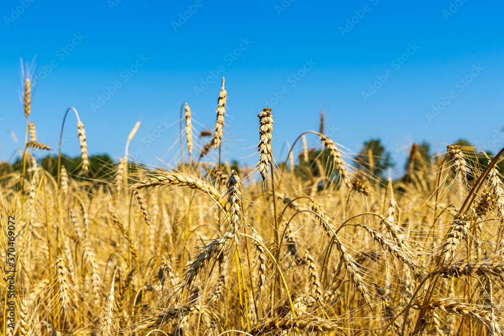 Wall mural golden wheat and blue sky