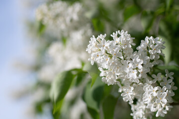 Branch of blossoming white lilac in the garden.