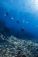 Fototapeta na wymiar scuba divers swim through Big school of fish on coral reef 