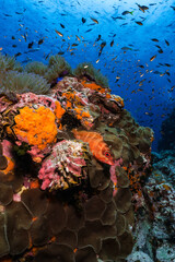 a group of various fish on a coral reef with snapper grouper looking