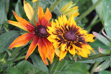 Summer Flowers, Banff National Park, Alberta