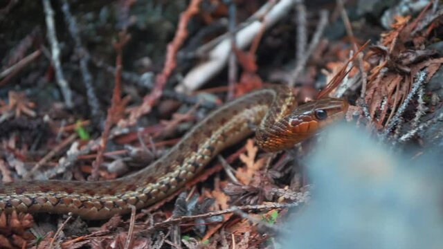 Close up of a North American common garter snake in its natural habitat