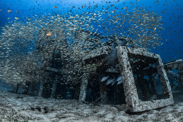Big school of fish on manmade artificial reef 