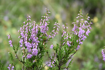 heath in blossom