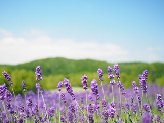 Fototapeta premium 北海道の夏風景 富良野ラベンダー