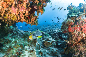 Sweet lips Scuba divers swim through a group of various fish on a coral reef