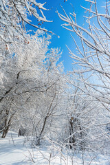 Winter trees on snow in park.