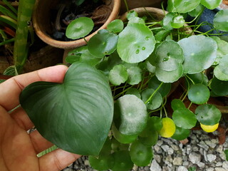 Asiatic Pennyworth Leaves (Centella asiatica) Traditional herbal medicines