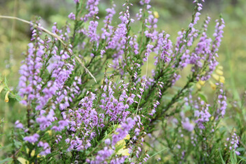 Naklejka premium heath in blossom