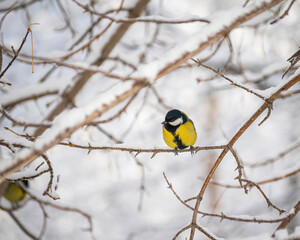 Titmouse on a snowy winter day