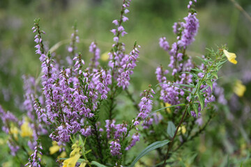heath in blossom
