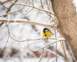 Titmouse on a snowy winter day