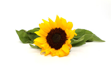 sunflower isolated on white