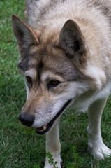Naklejka na ściany i meble Close Up of a Mid-Content Wolfdog