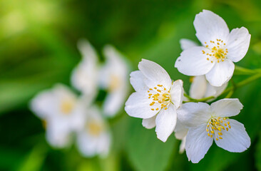 Obraz na płótnie Canvas Twig with white jasmine flower in spring