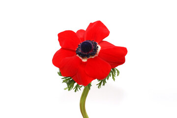 red anemone isolated in white background