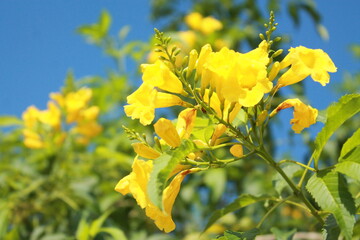 Yellow flower