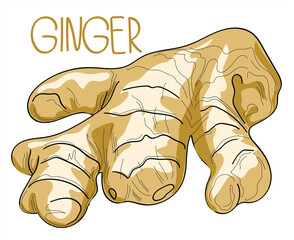 
Ginger on white background isolate.   Hand drawing style. 