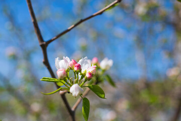 Branch of a blossoming apple tree