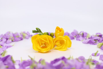 yellow freesia isolated in white background