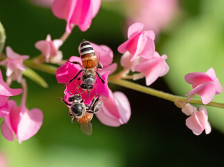 Close up Honey Bee Collecting Nectar from Pink Flower