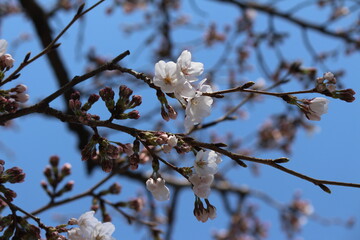 cherry tree blossom