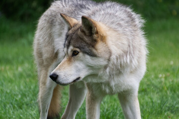 Naklejka na ściany i meble Close Up of a Mid-High Wolfdog