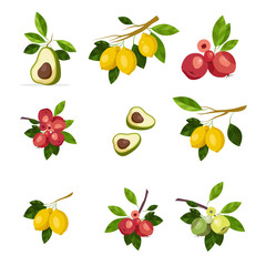 Illustration of branches of green apples and yellow lemons, avocado with pitted fruits and leaves isolated on white background