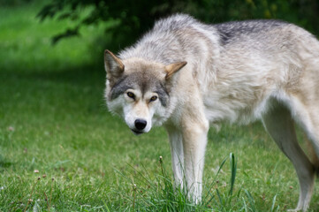 A Mid to High Wolfdog in the Grass