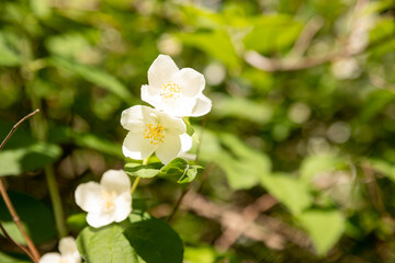 Jasmine bush in full blossom at summer park. blooming jasmine branch with white flowers. Close up of Jasminum bush in a garden. Floral botanical background.