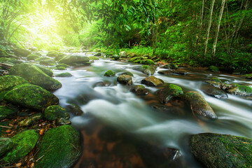 Pure cascade in a tropical rainforest at sunrise.