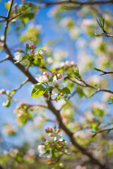 Branch of a blossoming apple tree