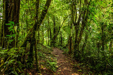 Obraz premium dirt trail surrounded by tropical forest on the ascent to Cerro Chato volcano