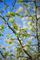 Branch of a blossoming apple tree