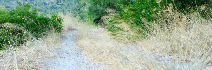 an old overgrown road in the mountains. banner