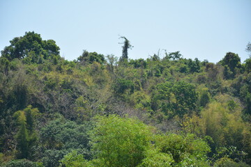 Green tree leaves on tree branches at mountain